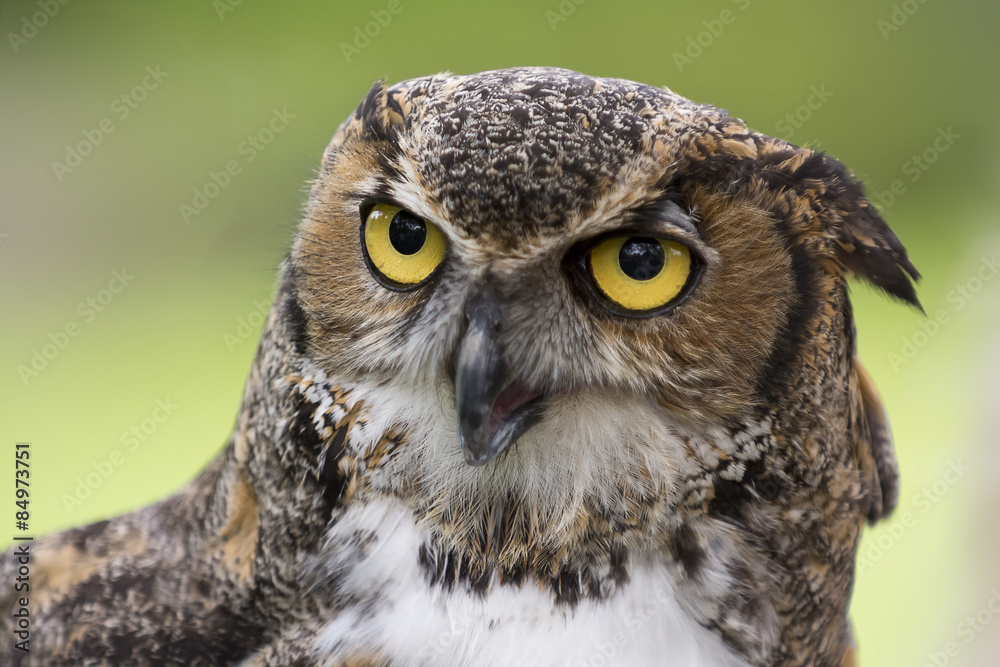 Obraz premium Great Horned Owl