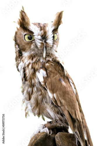 Canvas Print Eastern Screech Owl Isolated