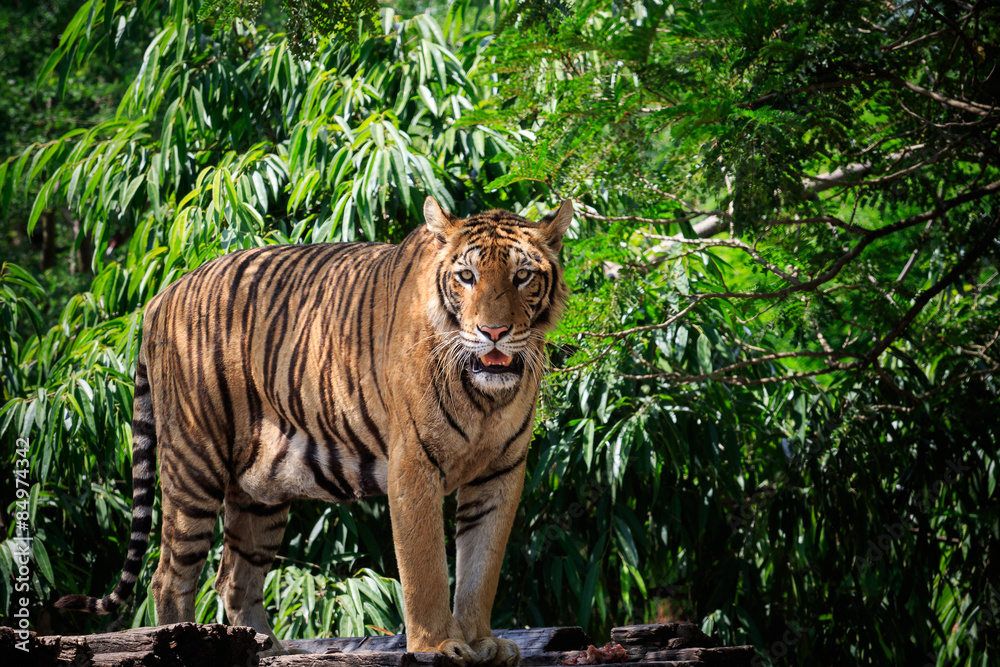 Fototapeta premium face and full body of bengal tiger approach in wild