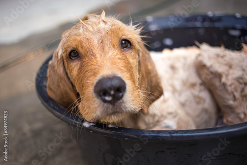Golden retriever gets a bath