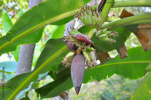 blossom of the banana tree in garden