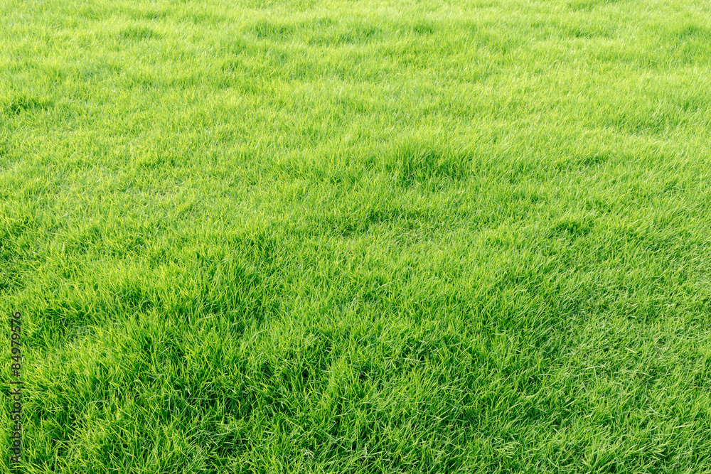 Natural fresh green grass field Natural fresh green grass field