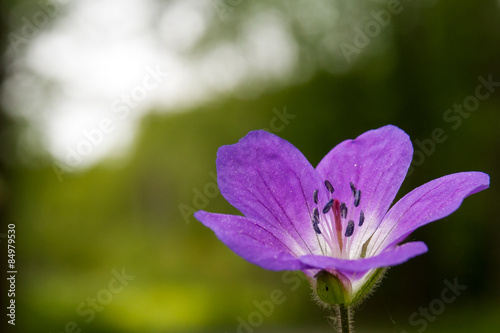 Wood cranesbill, Geranium sylvaticum