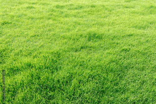 Natural fresh green grass field