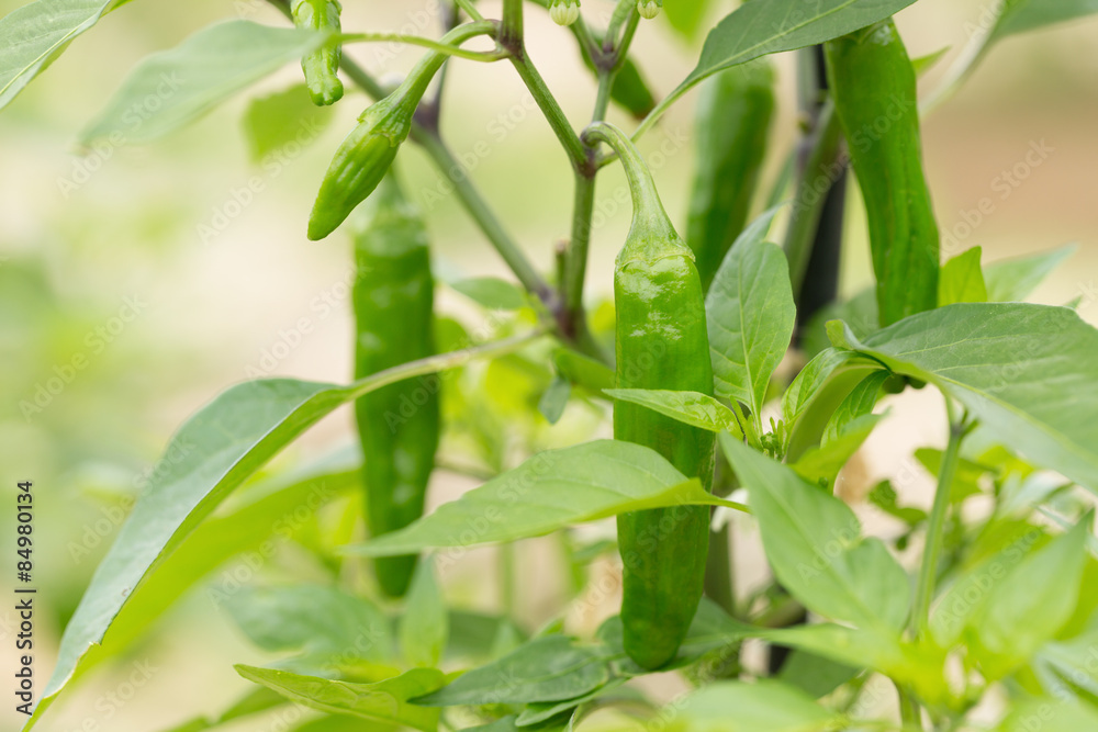 Obraz premium シシトウ畑 