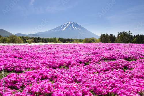 Japan Shibazakura Festival with the field of pink moss of Sakura or cherry blossom with Mountain Fuji Yamanashi, Japan (Fuji mountain focus)