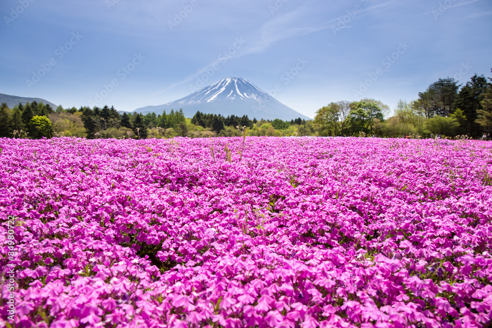 Japan Shibazakura Festival with the field of pink moss of Sakura or cherry blossom with Mountain Fuji Yamanashi, Japan