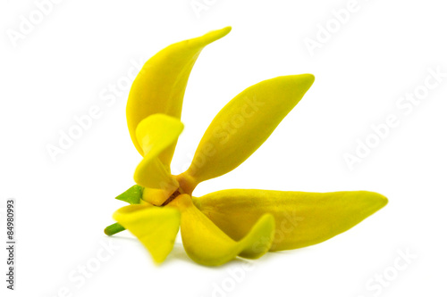 Yellow flower of Bhandari on white background., Scientific name:
