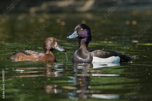 Tufted Duck - Pair