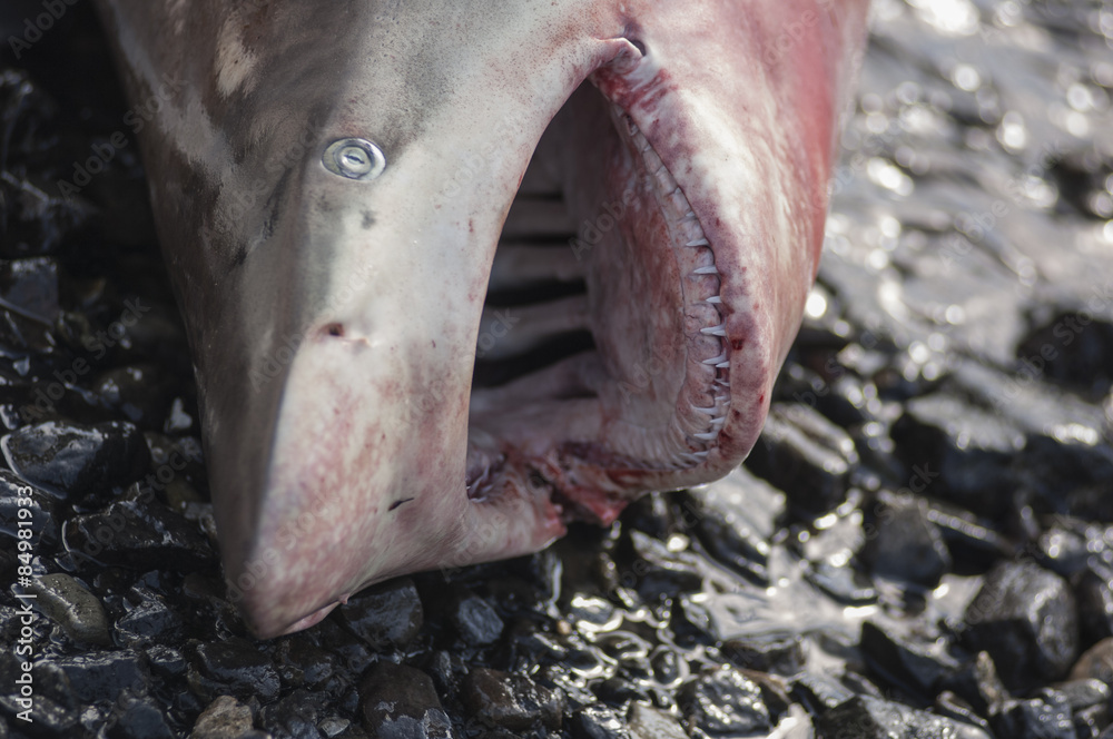 Obraz premium A beached shark on a beach in Muscat, Oman