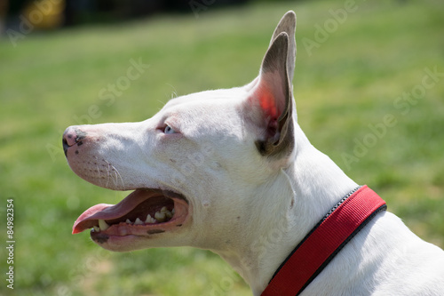 Portrait of American pit bull terrier with blue eyes. 