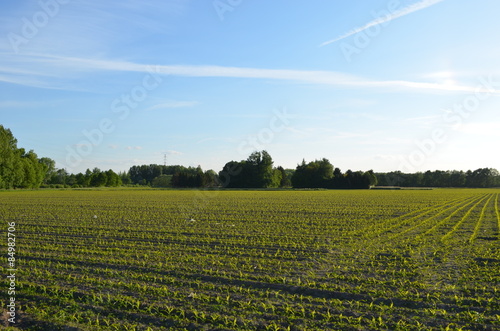 agricultural field