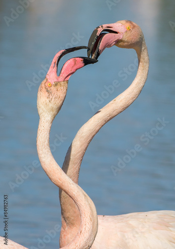 Greater Flamingo (Phoenicopterus roseus) - Vertical portrait