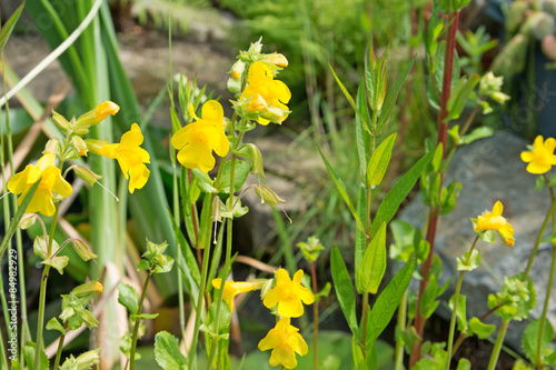 Gauklerblume - Mimulus photo