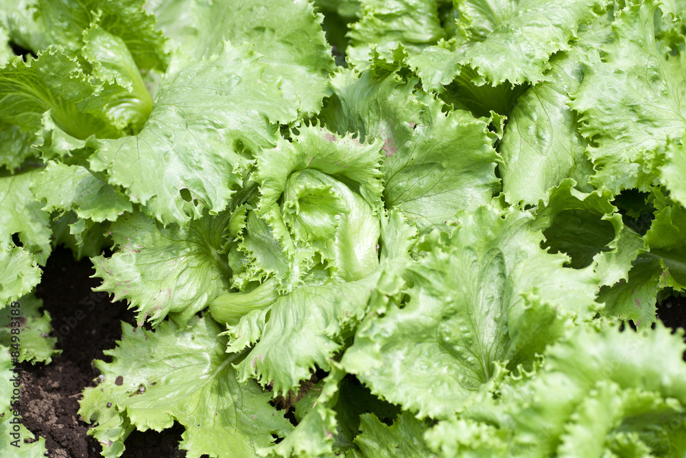Harvesting lettuce Harvesting lettuce