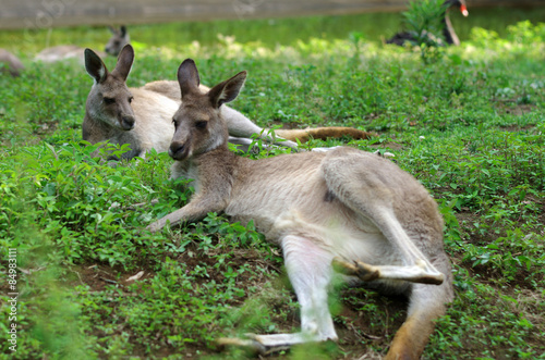 オオカンガルー