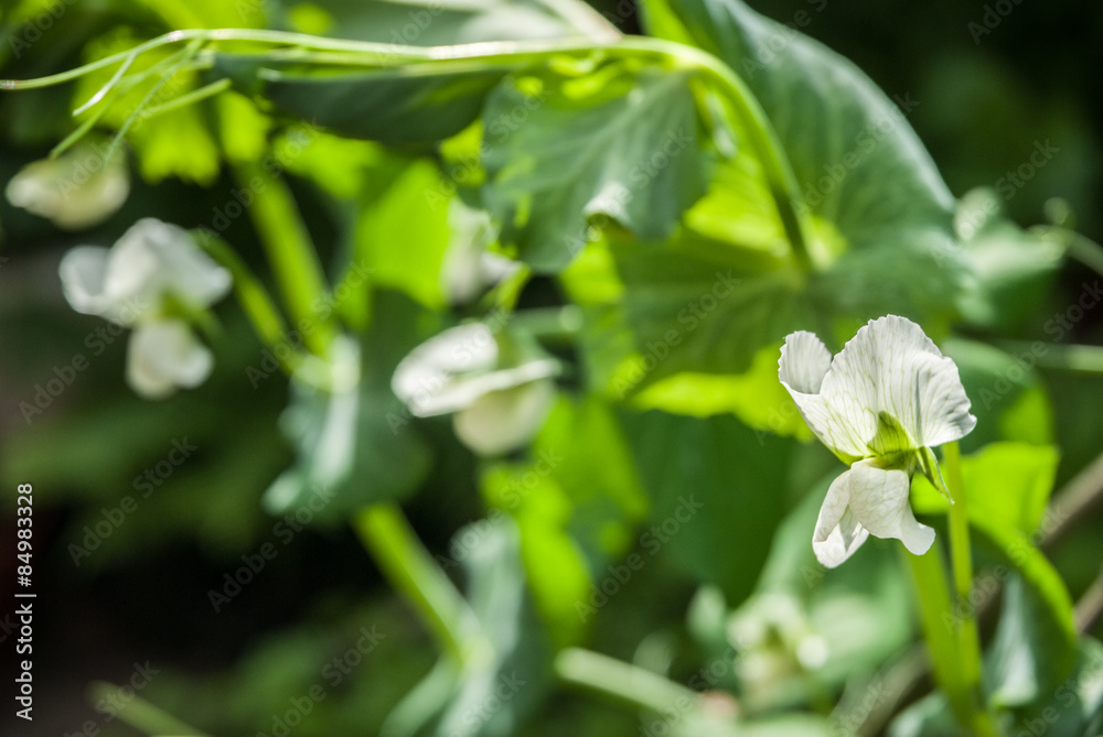 Pea Flower Pea Flower