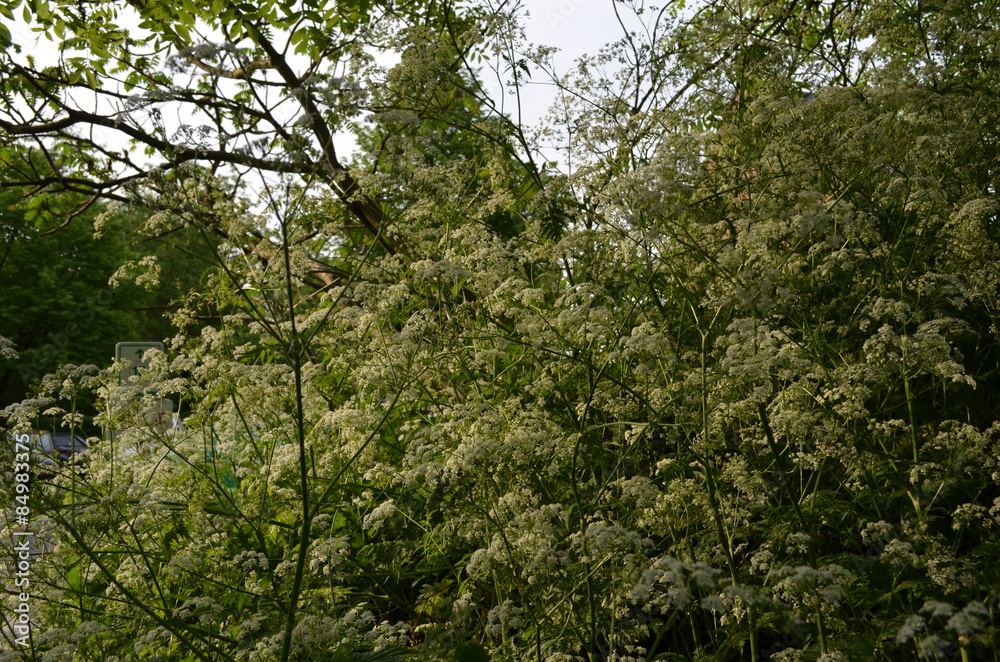 White flowers of cow parsley