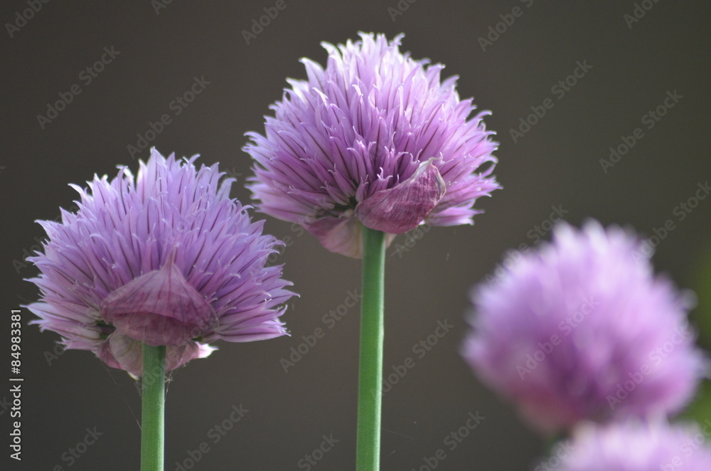Purple flowers of garlic chives