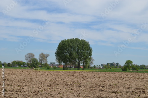 Group of trees in a bare and plowed agricultural field