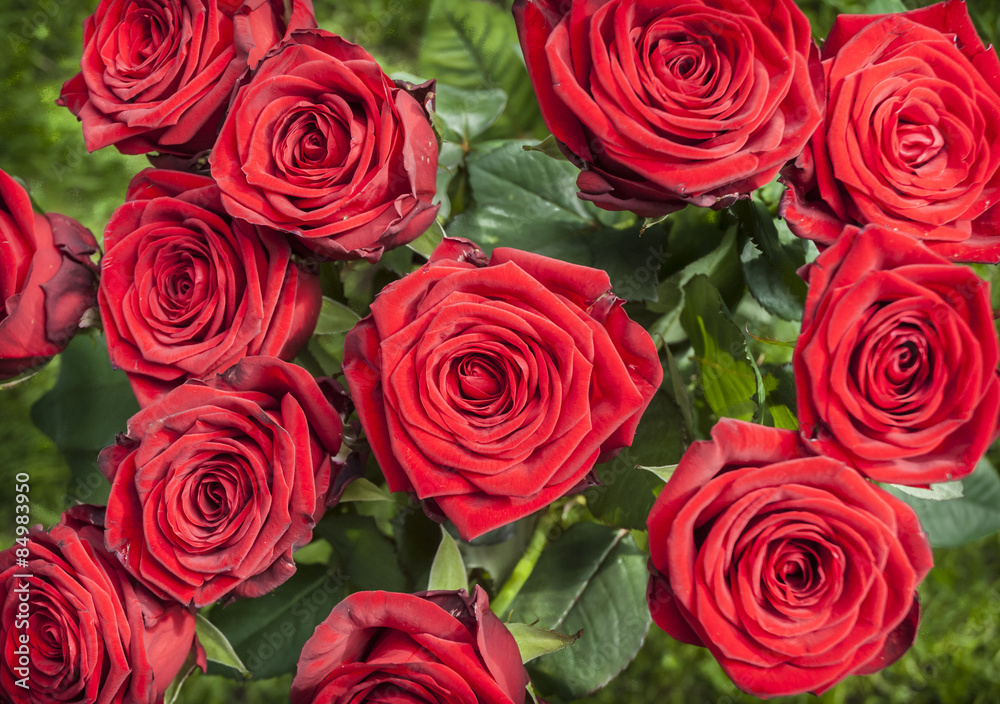 Obraz premium Red Roses