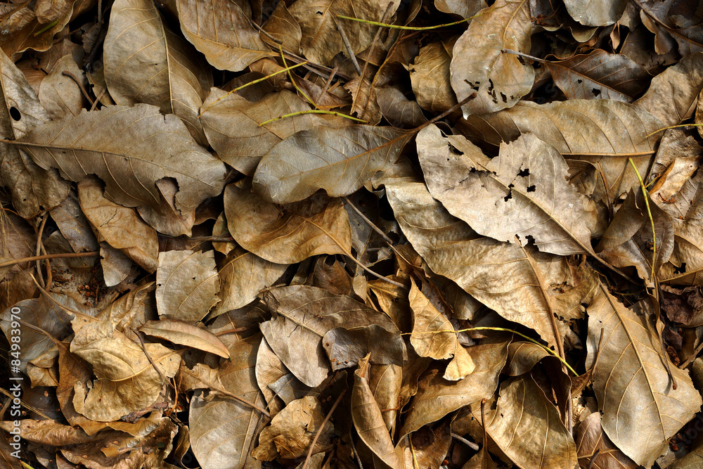 Dry leaves autumn background