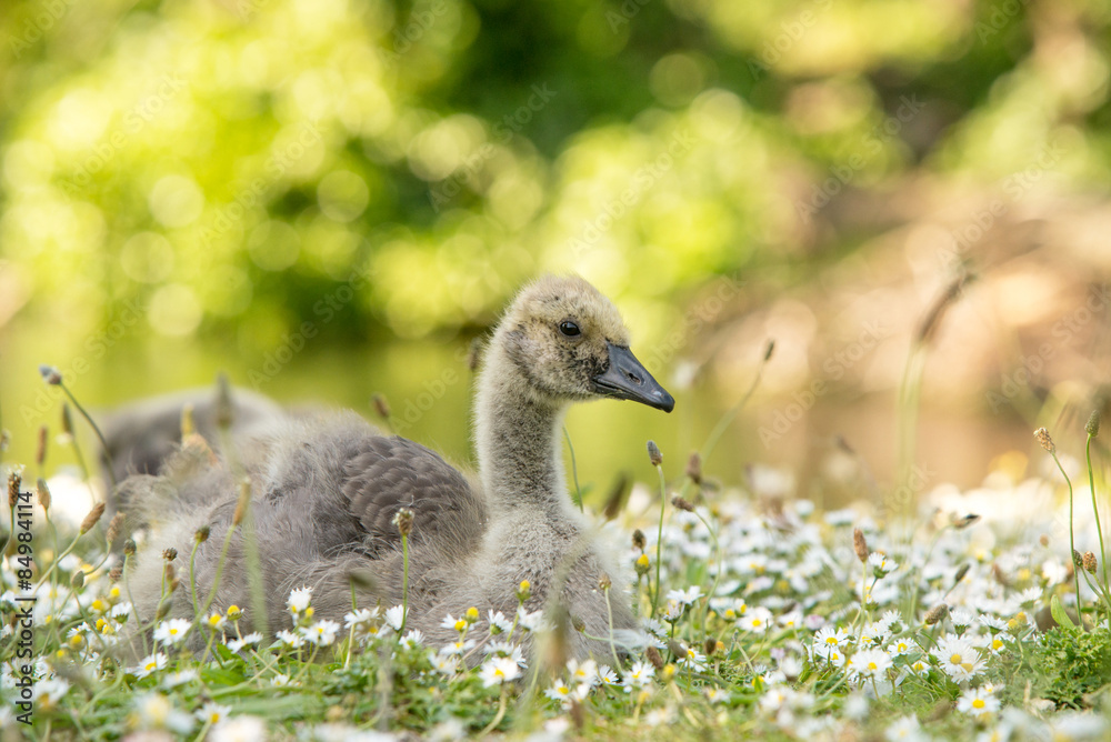 Canada Goose - netlings in daisies. Canada Goose - netlings in daisies.
