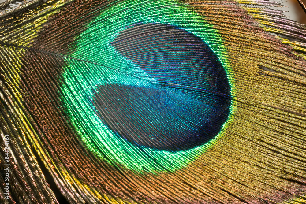 Obraz premium Peacock Feather