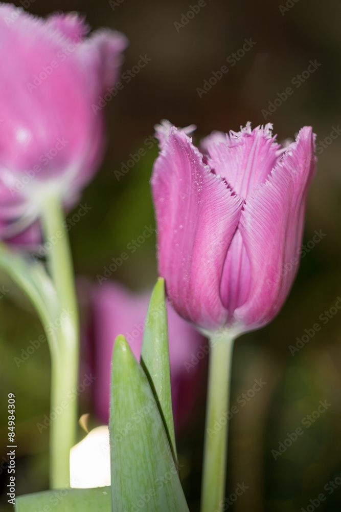 Fototapeta premium Purple Tulip