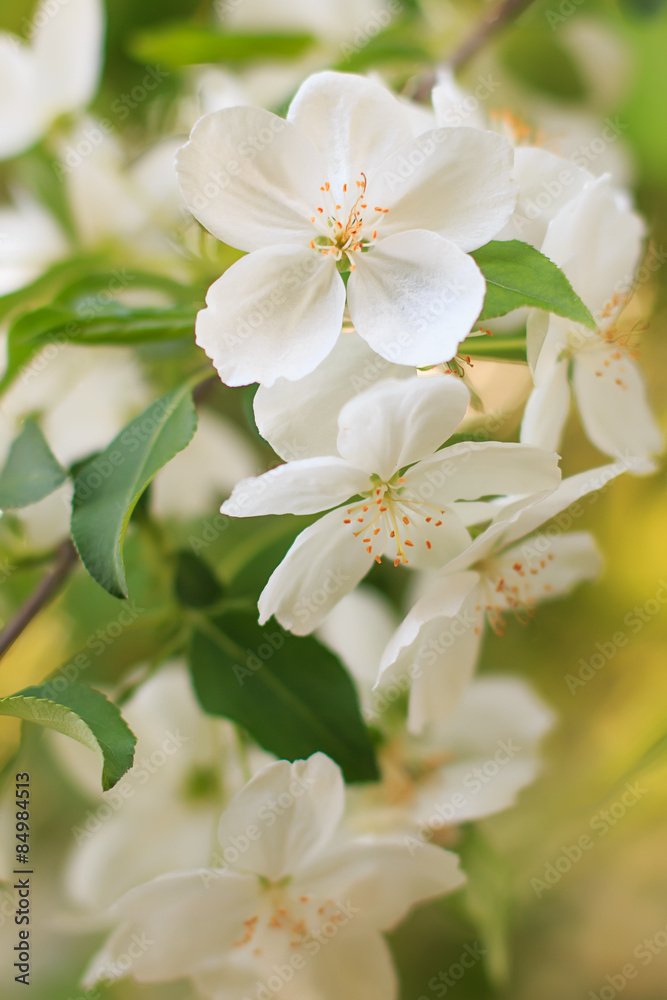 Blooming apple tree flower Blooming apple tree flower