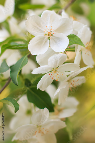 Blooming apple tree flower