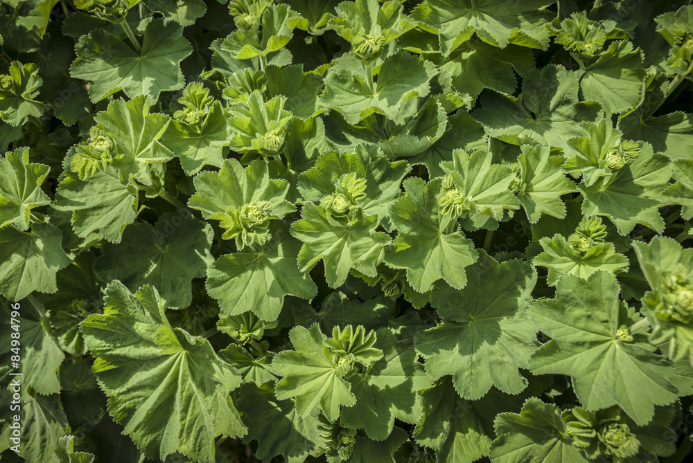Alchemilla Alchemilla