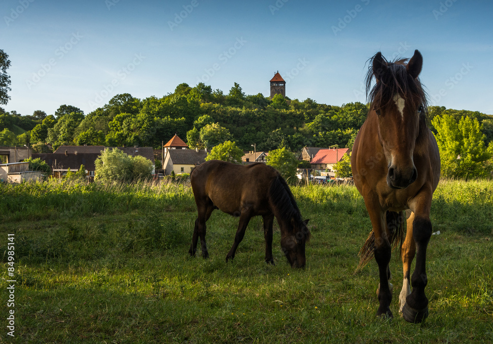 Obraz premium horses in the countryside