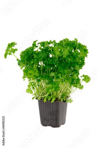Parsley in pot - isolated on the white background.