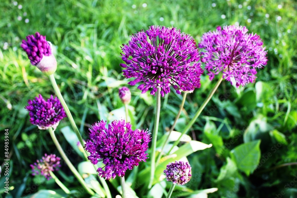 Allium, Purple, Sphere leek, Allium giganteum, green meadow in Germany Allium, Purple, Sphere leek, Allium giganteum, green meadow in Germany