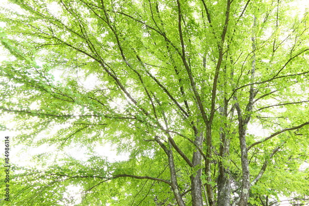 新緑の桂の木 新緑の桂の木