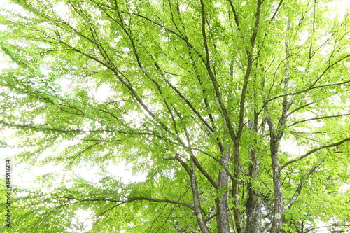 新緑の桂の木