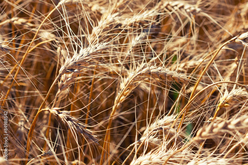 Wheat cone