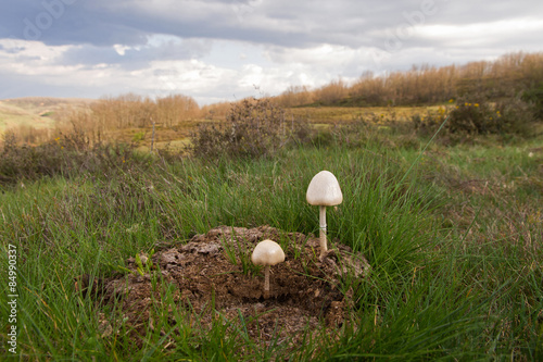 Paisaje con setas  ( Panaeolus semiovatus ) en primer plano,  sobre excremento photo