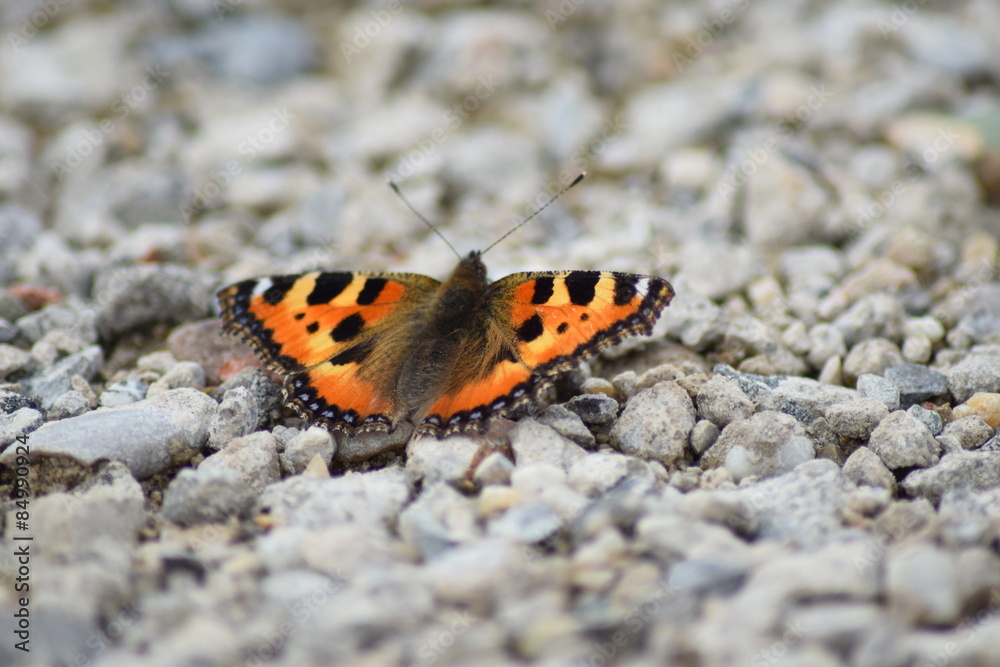 Schmetterling Schmetterling