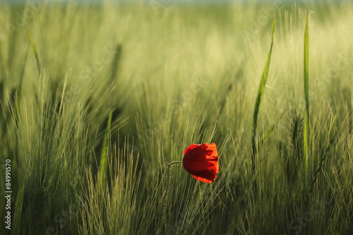 Fototapeta Naklejka Na Ścianę i Meble -  poppy seed/ Klatschmohn