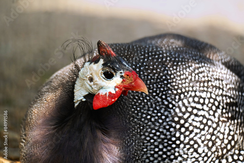 Tela guinea fowl