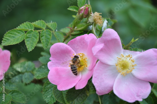 Hundsrose (Rosa canina / Hagrose / Heckenrose) und Biene