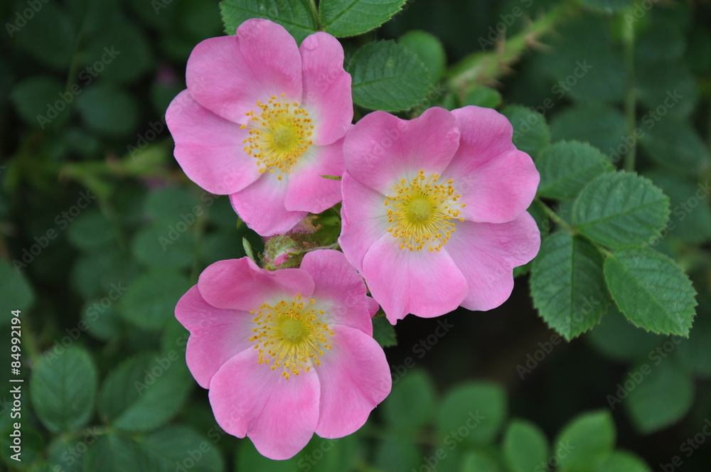 Drei Hundsrosen (Rosa canina) Drei Hundsrosen (Rosa canina)