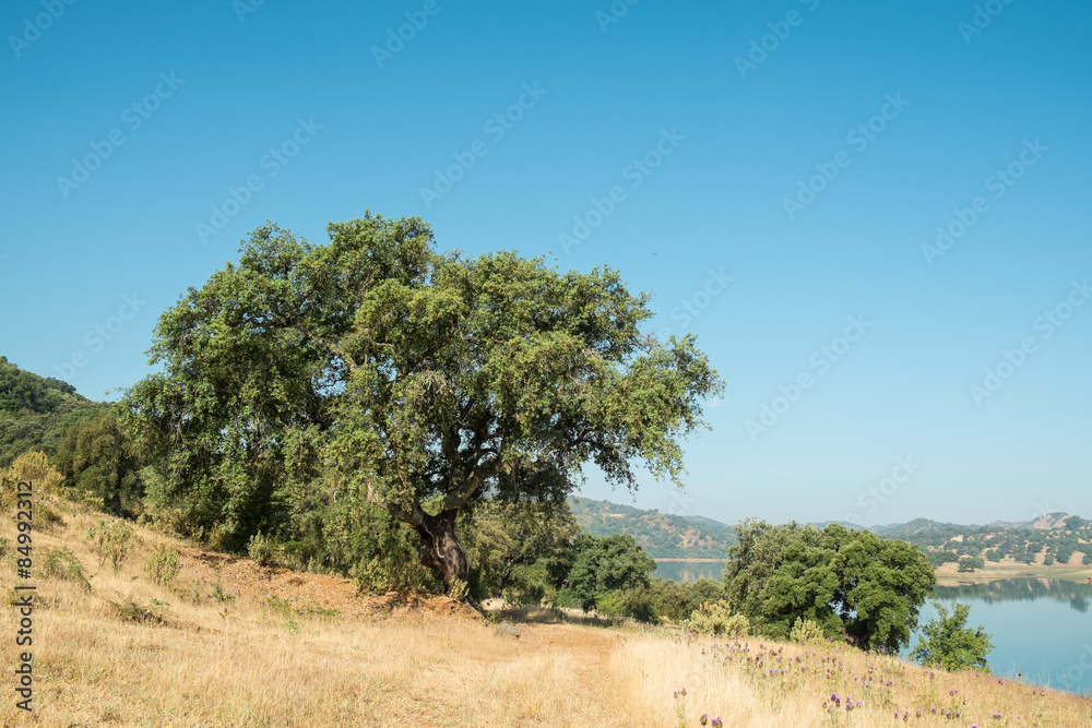 Cork oakt trees
