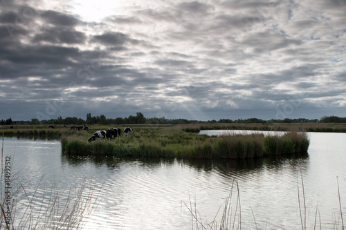 Koeien in de wei in de vroege morgen