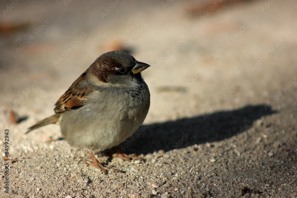Pardal Pardal