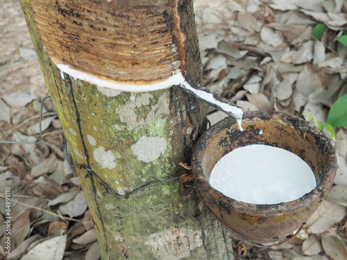 Milky latex extracted from natural rubber tree, Hevea Brasiliens photo