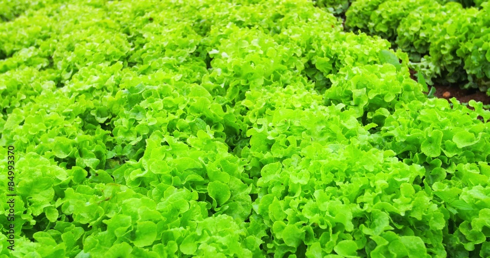 Close up view of fresh leaves of green lettuce salad growth outdoor 4k video Close up view of fresh leaves of green lettuce salad growth outdoor 4k video