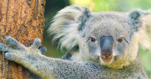 Cute and funny Koala bear yawning 4k close up video photo